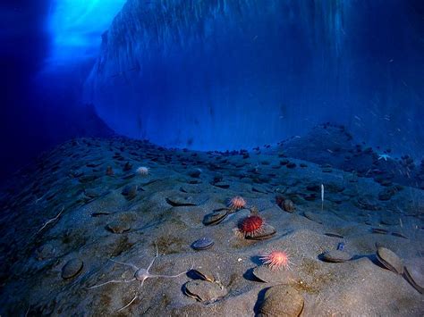 Amazing Creatures Living Beneath The Frozen Arctic Ice