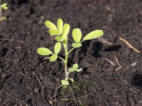 Astragalus - Earthsong Seeds