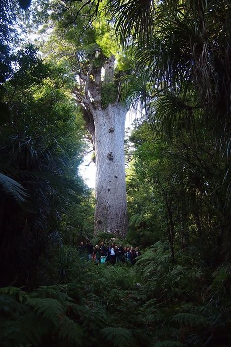 17+ images about Kauri tree on Pinterest | New zealand, Pine and Islands