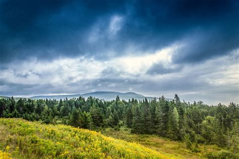 30 Fascinating Facts About the Boreal Forest