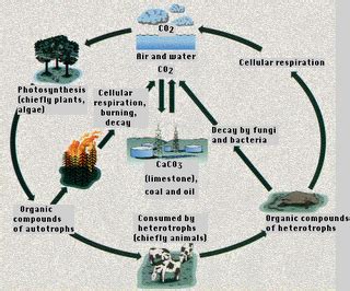 Mike Mantala: The Carbon Cycle
