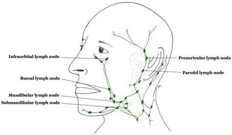 How To Drain Lymph Nodes Under Eyes - Best Drain Photos Primagem.Org