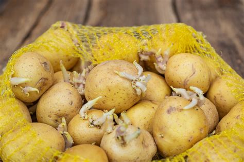 4種食物發芽後 不僅沒「毒」營養反而倍增