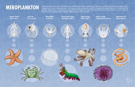 Organisms that spend part of their life cycle as...