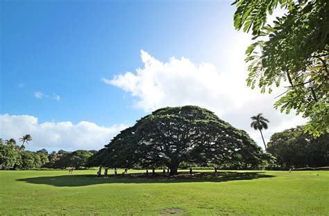 01102013_10mm302f | Monkey Pod Tree at Moanalua Gardens, Oah… | ALOHA de HAWAII | Flickr