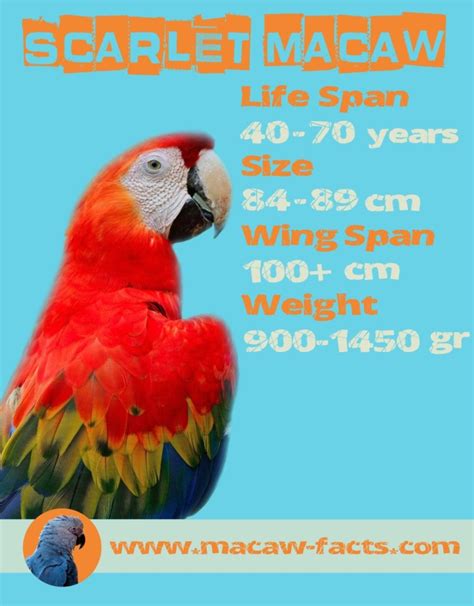 Lifespan Scarlet Macaw – Macaw Facts