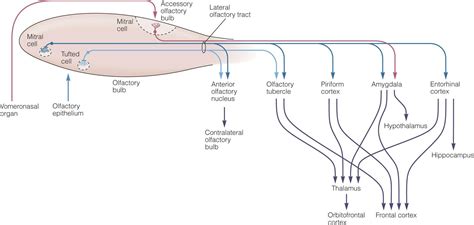 Smell and Taste - Central and Peripheral Neurophysiology - Ganong's Review of Medical Physiology ...