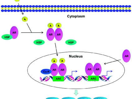 FDA Approves Olaparib, Rucaparib to Treat Prostate Cancer - National Cancer Institute