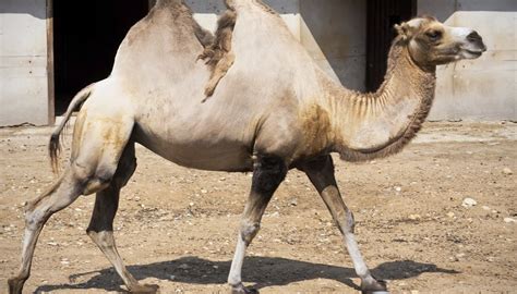 What Is the Natural Habitat of Camels? | Sciencing