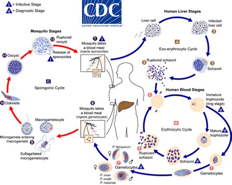 CDC - DPDx - Malaria