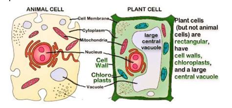 Vacuole In Animal Cell And Plant Cell