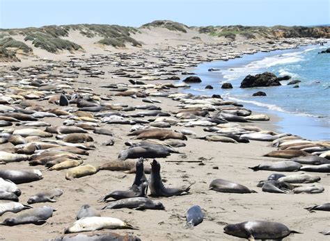 Elephant Seals during mating season | Smithsonian Photo Contest | Smithsonian Magazine