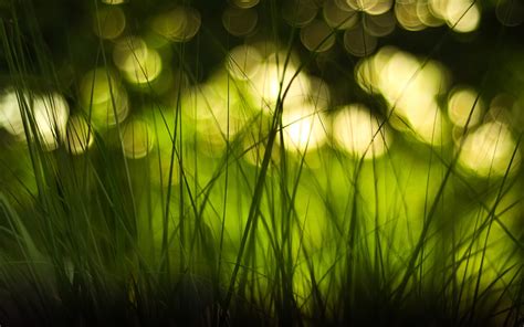 green, Nature, Lights, Grass, Bokeh, Monochrome, Macro, Depth, Of, Field, Blurred Wallpapers HD ...