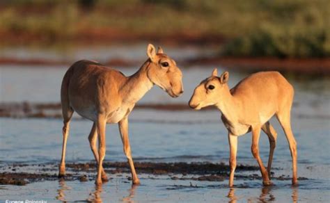 Saiga Antelope Facts | Anatomy, Diet, Habitat, Behavior - Animals Time