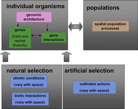 The domestication evolution system. The factors affecting the evolution ...