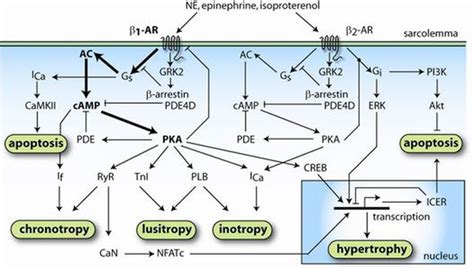 Cellular mechanism of Beta agonist - MEDizzy