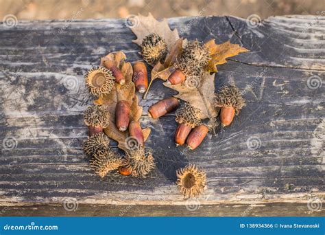 Mature Acorns and Fallen Leave of Turkey Oak Stock Photo - Image of ...