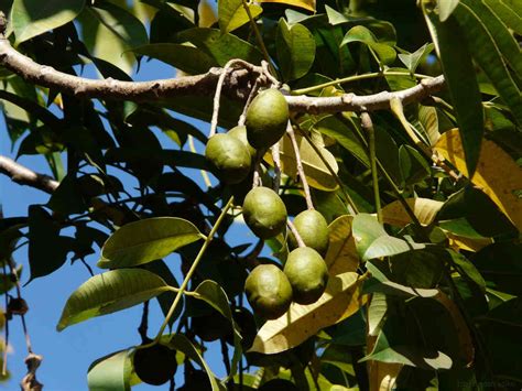 Spondias pinnata – eFlora of India