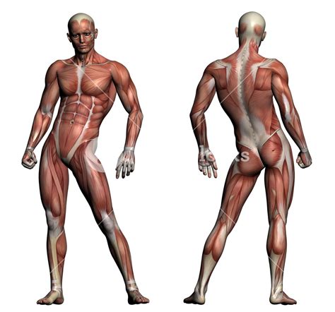 Male Torso Muscle Anatomy