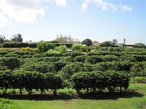 Picture from the Kauai Coffee Plantation | This is a picture… | Flickr