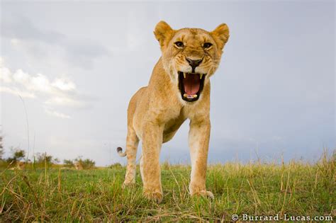 Lioness Roar - Burrard-Lucas Photography