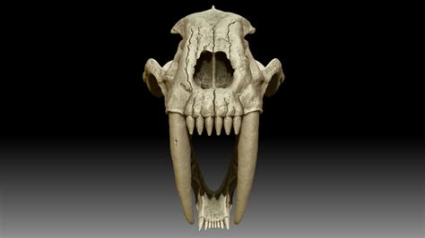 Saber Tooth Tiger Skull Front View