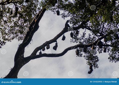 Fruit Bats Flying Foxes in Royal Botanic Gardens Near Kandy, Sri Lan Stock Image - Image of ...