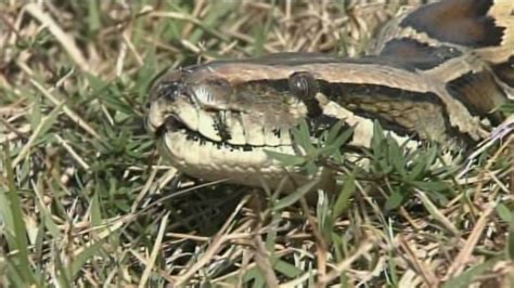 Florida tackling python problem with hunting contest - CNN