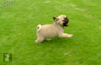 running dogs gifs | WiffleGif