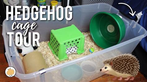 Hedgehog CAGE TOUR! 🦔 | Hedgehog Care | Collab - YouTube