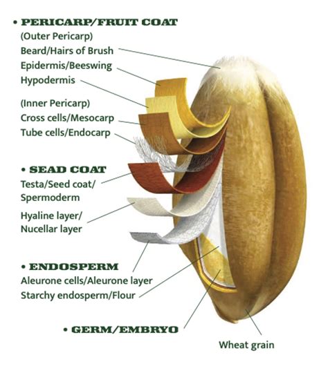 Structure of a wheat kernel