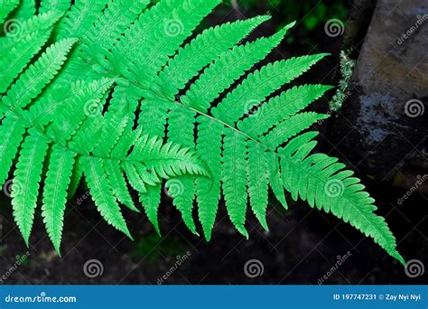 Compound Pinnate Leaves with Black Background. Pattern of Leaf Branches ...