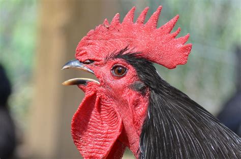 Best rooster crowing pics? | BackYard Chickens