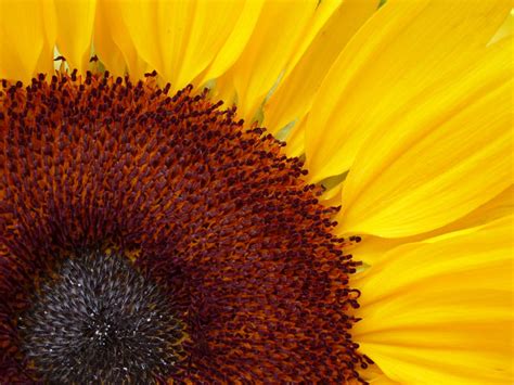 Free Stock Photo 12946 Sunny Sunflower with Bright Yellow Petals | freeimageslive