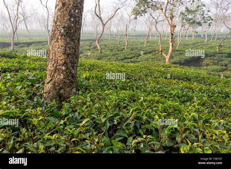 Tea gardens of Srimangal, Sylhet Division, Bangladesh Stock Photo - Alamy