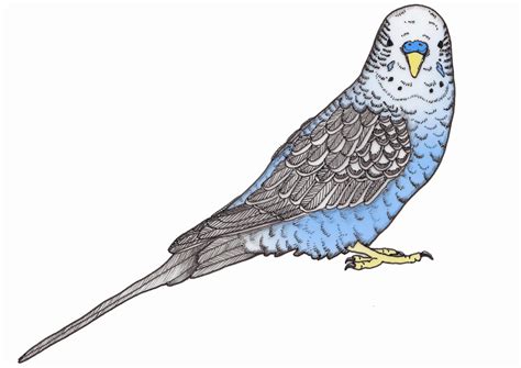 Budgie Drawing at GetDrawings | Free download