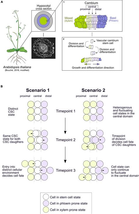 Frontiers | Cell Fate Decisions Within the Vascular Cambium–Initiating Wood and Bast Formation