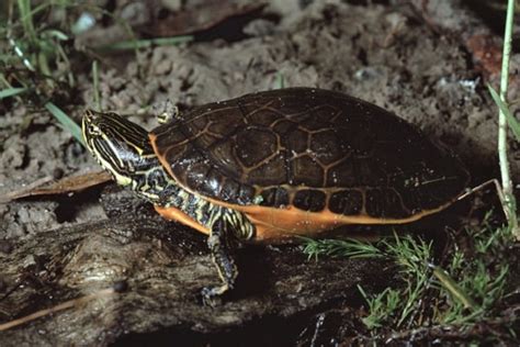 Florida Turtles Identification Guide (With Pictures & Charts)