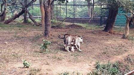 Ever seen a melanistic tiger? Visit Nandankanan Zoo to get a glimpse of rare black tiger cubs