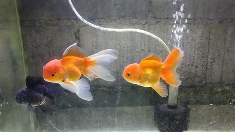 #HOW TO BREEDING GOLDFISH ORANDA. - YouTube