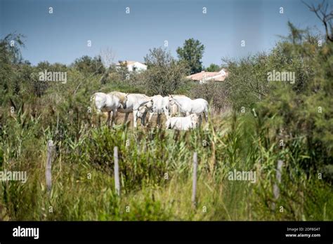 Camargue national park, France, Europe Stock Photo - Alamy