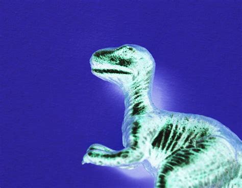 Dinosaur Images | Free Vectors, PNGs, Mockups & Backgrounds - rawpixel