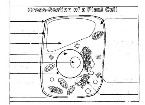 Plant Cell Diagram Unlabeled Pdf