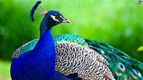 Peacocks HD Wallpaper #6 | Male peacock, Bird, Peacock