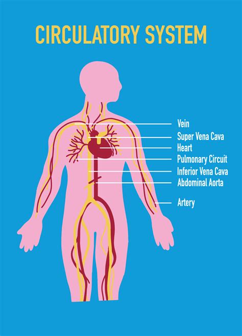 Illustration of Human Circulatory System Vector 23515356 Vector Art at ...