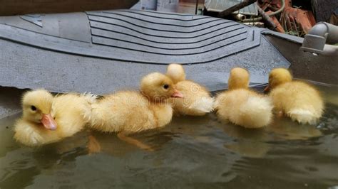 Baby ducks swimming stock photo. Image of swimming, wildlife - 201358918