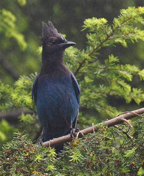 Oregon Backyard Birds, etc.: Unresistable Neon Blue