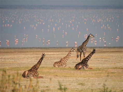 Lake Manyara National Park - Safari Deal