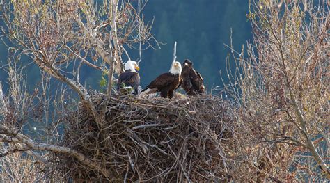 Best Places to View Wildlife in Yellowstone: Hayden Valley - Jackson ...