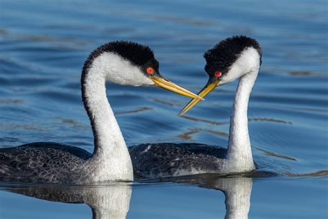 Western Grebe | Audubon Field Guide